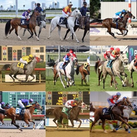 Arabian Jockey Club | Arabian Horse Racing Organization