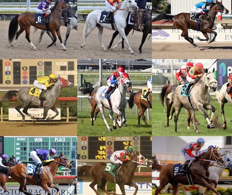 Richest Arabian Horse Race in American History Will Bring Down Curtain at Pimlico